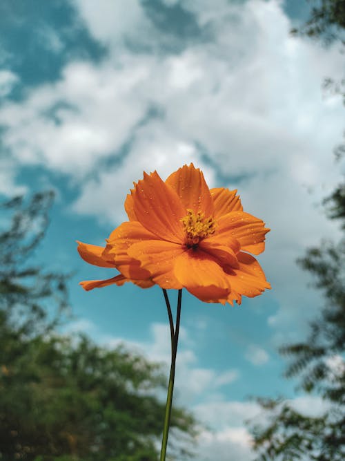 Ingyenes stockfotó kén kozmosz, közelkép, narancssárga virágok témában