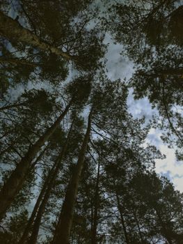 Looking up at tall trees in a dense forest against a cloudy sky, showcasing nature's beauty.