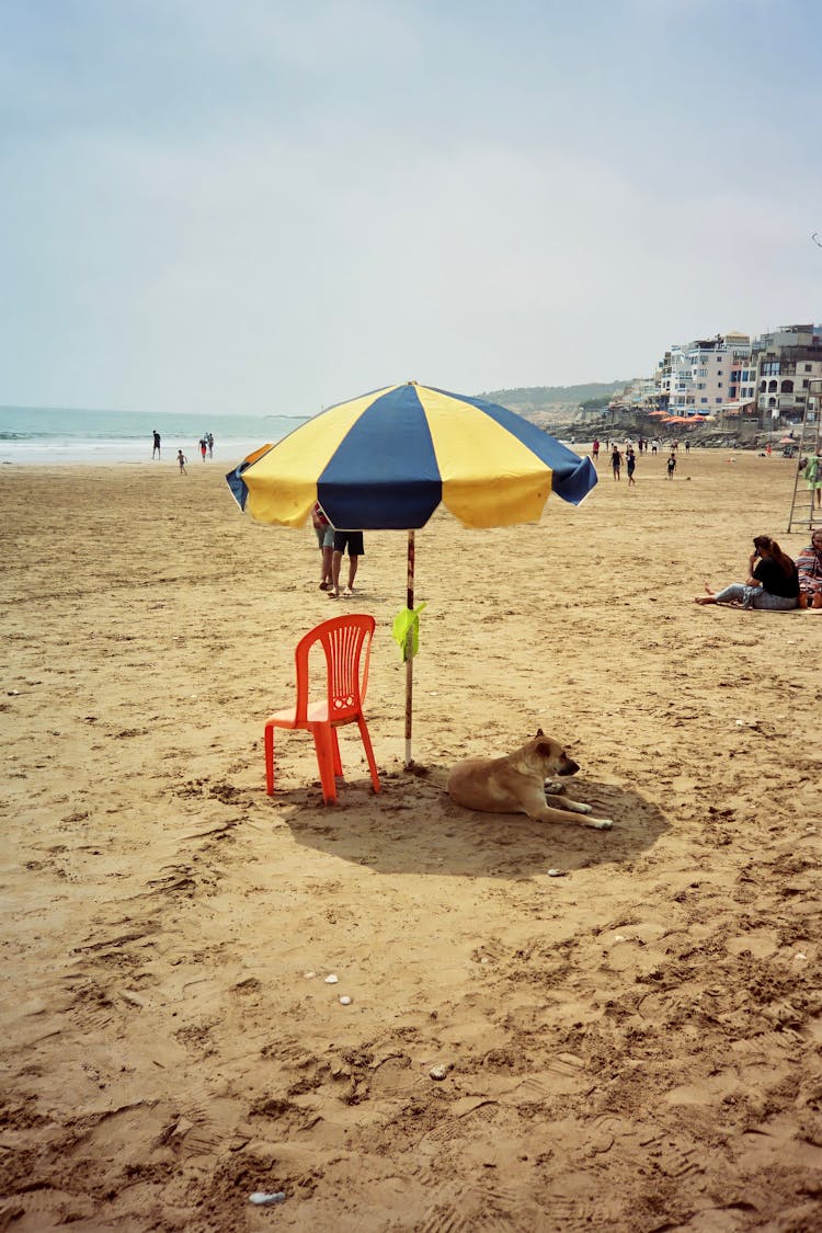 Dog Lying On Sand Under A Beach Umbrella