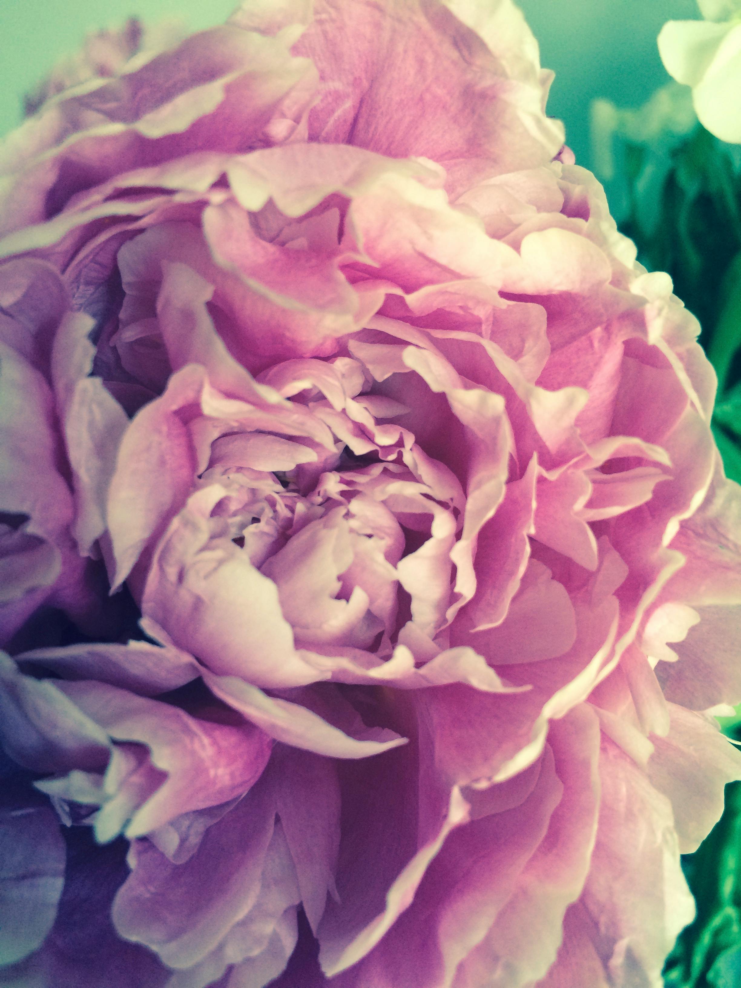 ゴージャス ピンクの牡丹 ピンクの花の無料の写真素材 ゴージャス ピンクの牡丹 ピンクの花の無料の写真素材