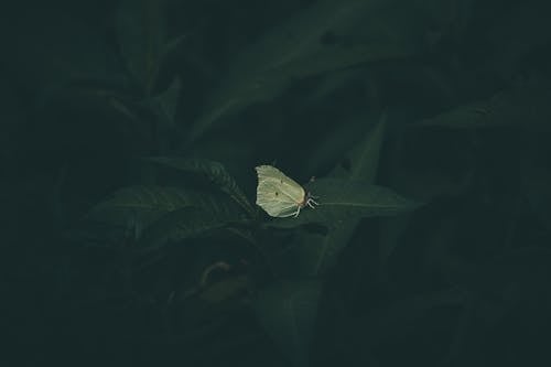 Green Butterfly on Green Leaf