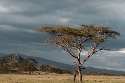 A Tree in the Grassland Under Cloudy Sky
