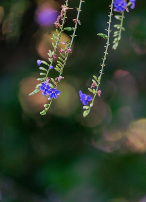 Fotos de stock gratuitas de de cerca, duranta erecta, flora