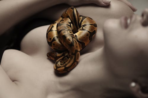 Free Snake on Woman's Chest  Stock Photo