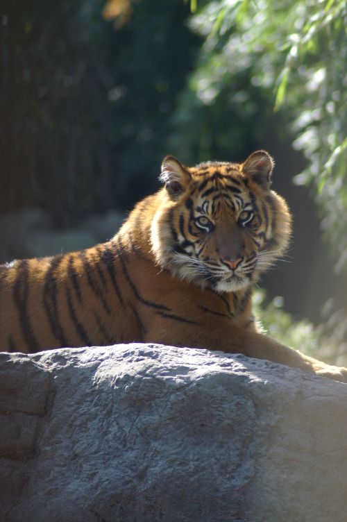 Free A beautiful tiger calmly resting on a sunlit rock, captured in a natural setting. Stock Photo