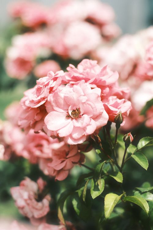 Free Capture of vibrant pink roses blooming in a garden with lush greenery. Stock Photo