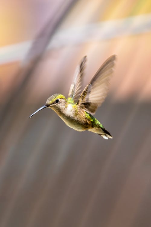 Free Close Up Photo of a Flying Bird Stock Photo