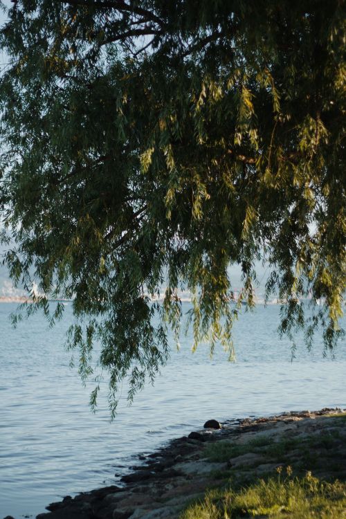 Free A peaceful lakeside view with a willow tree and gentle waves in summer. Stock Photo