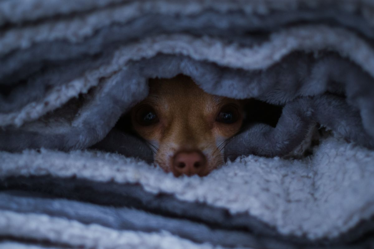 Kleiner hellbrauner Hund schaut aus einem Stapel grauer Fleecedecken heraus
