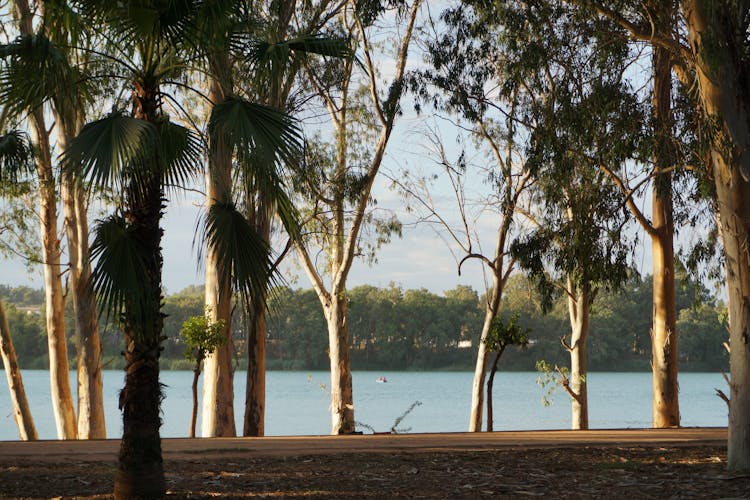 Green Trees Beside The Lake