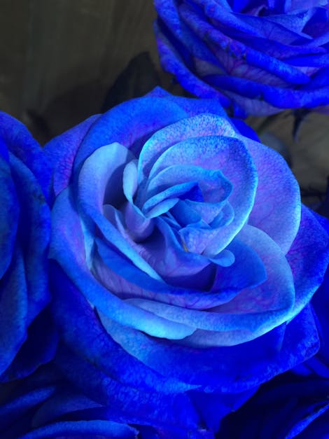 Free stock photo of blau, flors, jardin