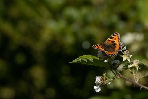 Orange Butterfly on Green Leaf