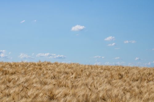 Free A vast golden barley field basking under a bright blue sky with thin clouds scattered across. Stock Photo
