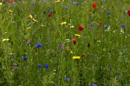 A summer meadow thick with mixed wildflowers. Photo by Mirko Fabian on Pexels