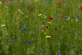 Wildflower meadow in bloom — photo by Mirko Fabian on Pexels