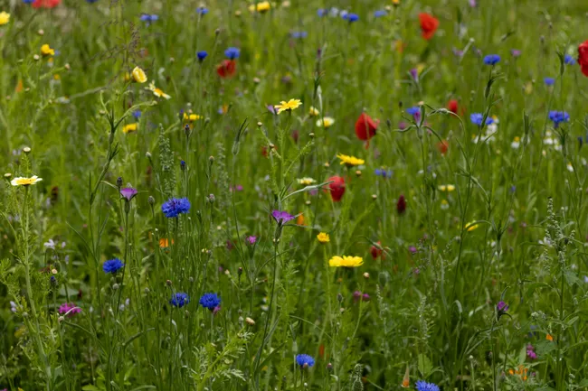 Ditch the Mower: How to Turn Your Lawn Into a Thriving Native Meadow
