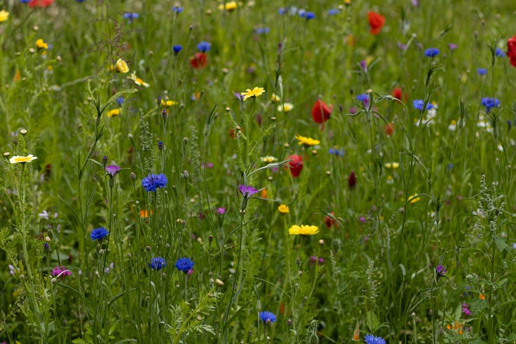 Blooming Flowers On The Grass Field