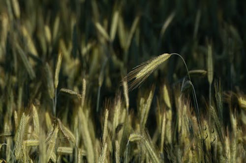 無料 オオムギ, フィールド, ライ麦の無料の写真素材 写真素材