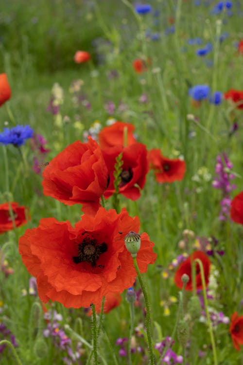 Red Flowers in Close Up Photography