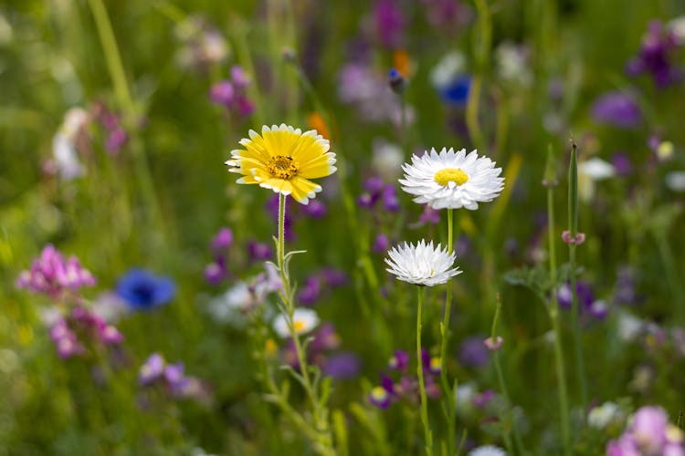 Blooming Flowers In Close Up Shot