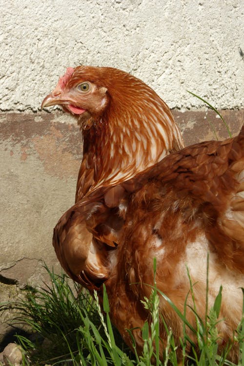 Kostenloses Stock Foto zu geflügel, hähnchen, henne