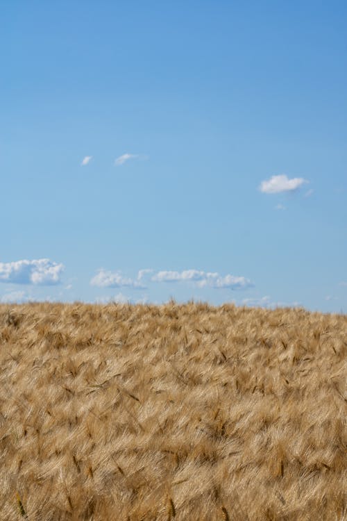 Darmowe zdjęcie z galerii z błękitne niebo, brązowa trawa, pionowy strzał