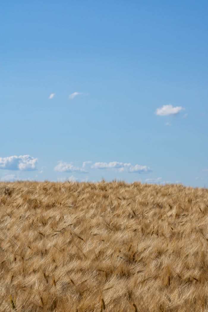 Ripe wheat under a clear blue sky