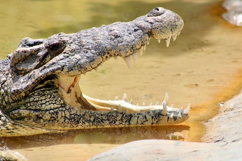 Close Up Shot of a Crocodile