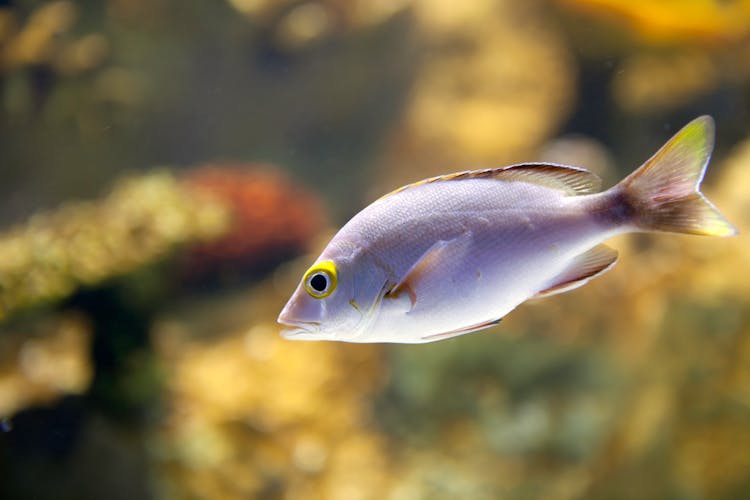 Yellow And Gray Fish In Close Up Shot