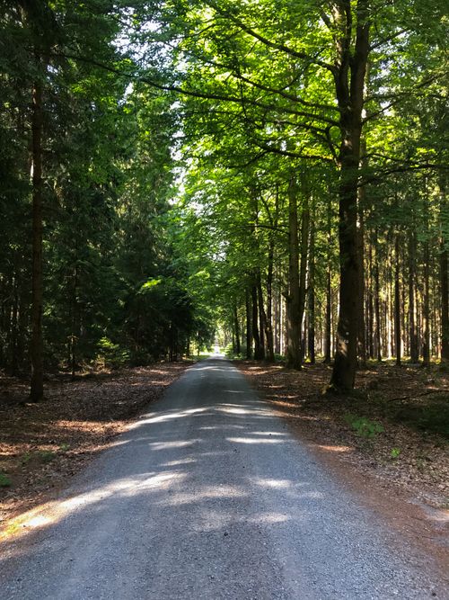 Free Peaceful dirt road surrounded by lush green trees in Rehau, Germany. Stock Photo