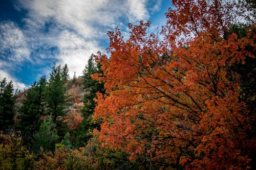 Fotos de stock gratuitas de árboles de otoño, bosque, caer