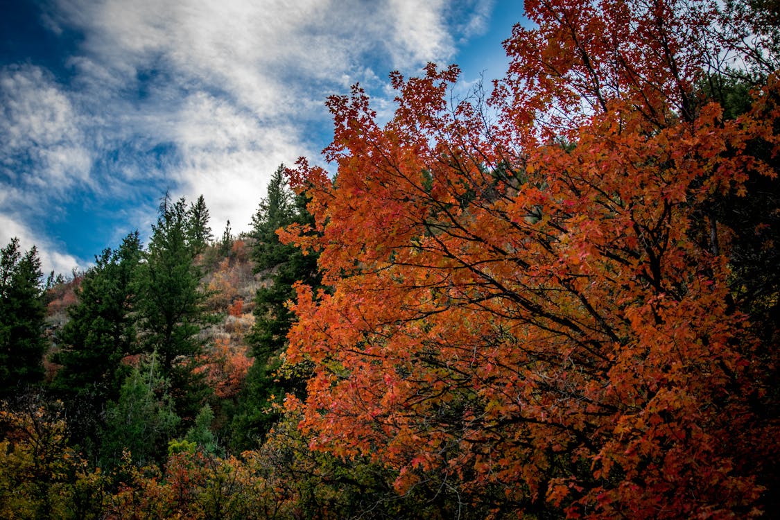 Fotos de stock gratuitas de árboles de otoño, bosque, caer