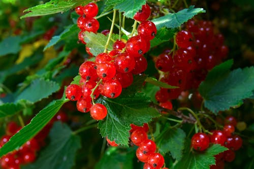 Free Ripe and Fresh Organic Red Currant Berries Growing in Close-up. Stock Photo