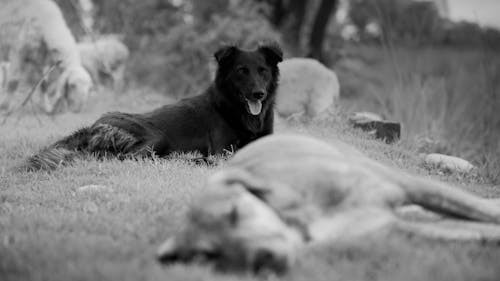 Foto stok gratis anjing gembala, anjing hitam, domba
