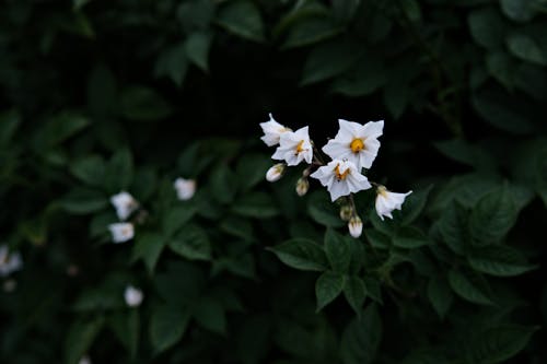 Ảnh lưu trữ miễn phí về cận cảnh, hệ thực vật, những bông hoa màu trắng