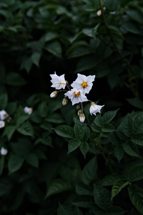 Immagine gratuita di carolina ortica, fiori bianchi, fioritura