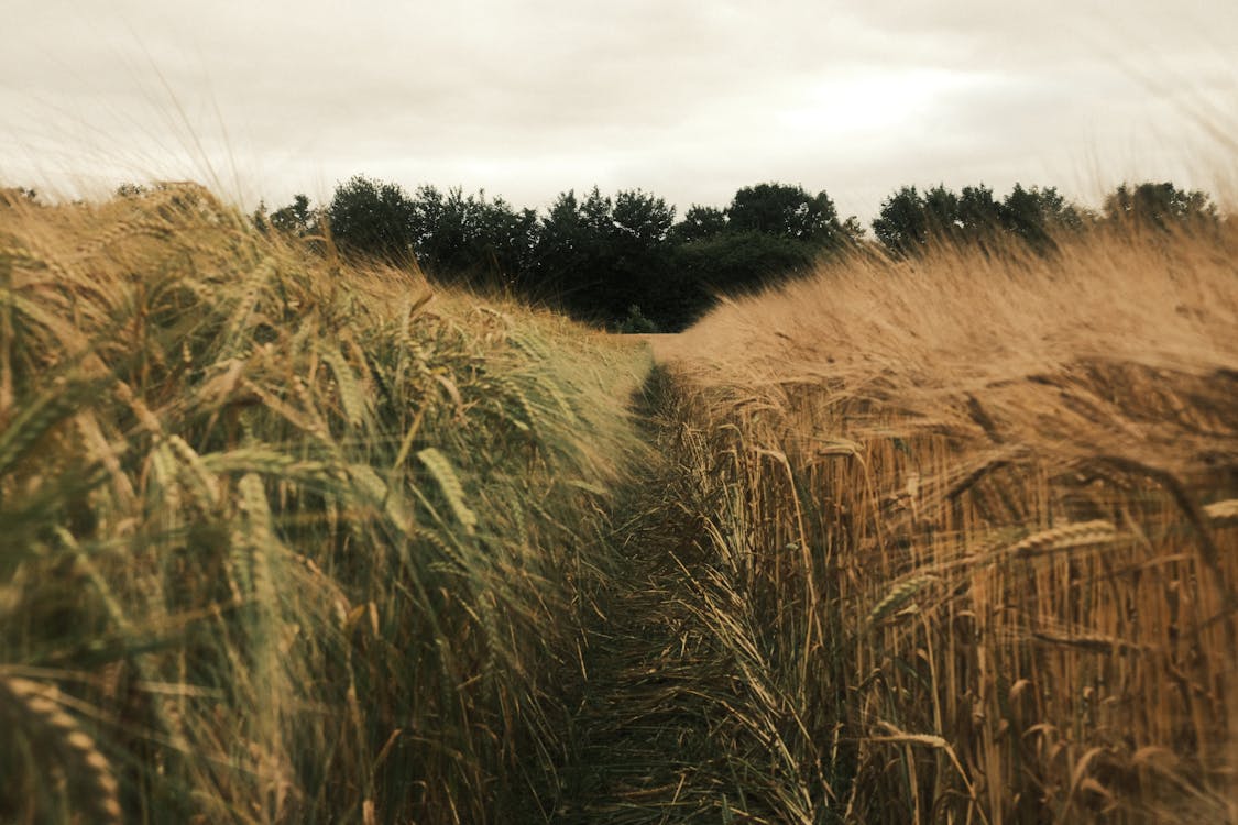 Wheat Crops Plated on Farm Land