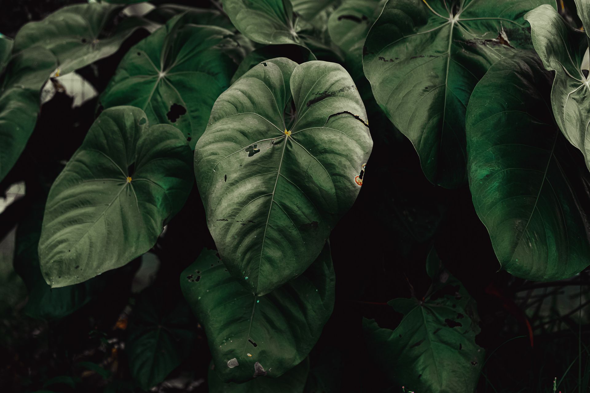 Close-up of vibrant philodendron leaves showcasing rich green hues in a Brazilian setting.
