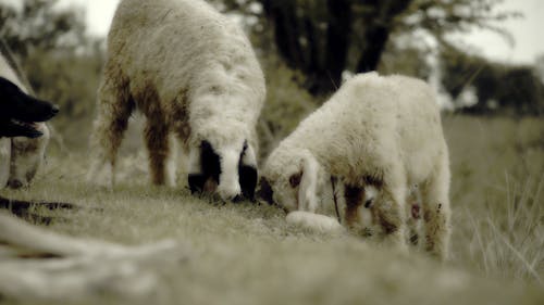 Fotos de stock gratuitas de oveja, oveja bebé, perro pastor