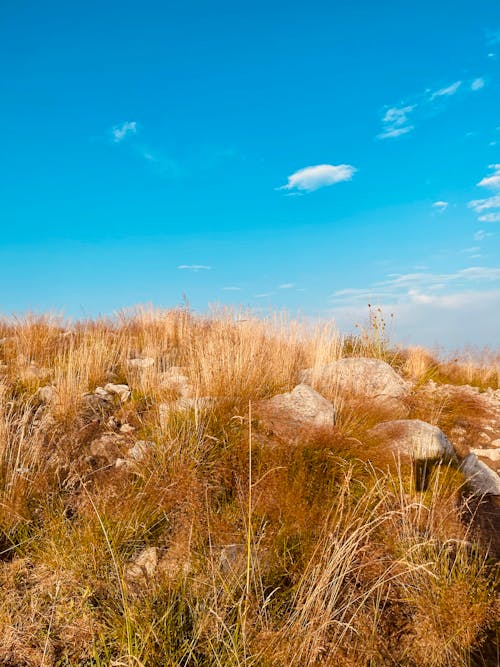 갈색 잔디, 경치, 구름의 무료 스톡 사진
