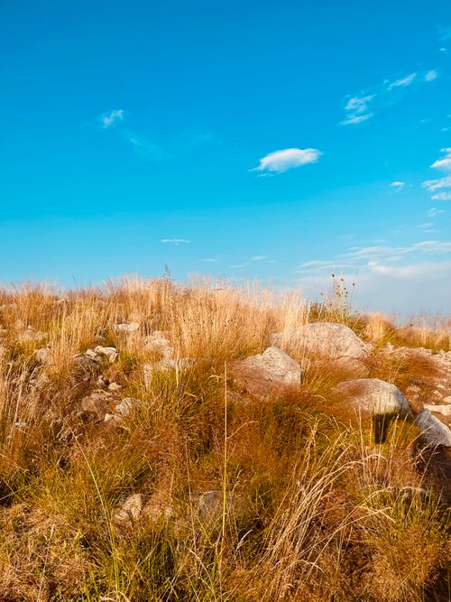 Free A serene landscape of golden grasses and rocks under a clear blue sky in Piedmont, Italy. Stock Photo