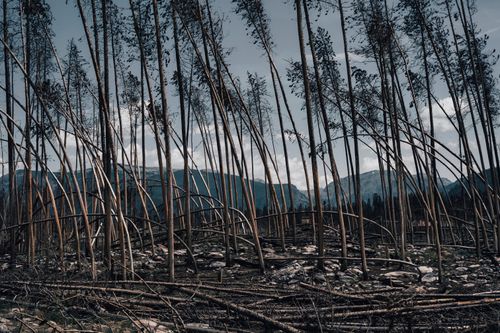 Free A dramatic scene of leaning and fallen trees in a tranquil mountainous landscape. Stock Photo