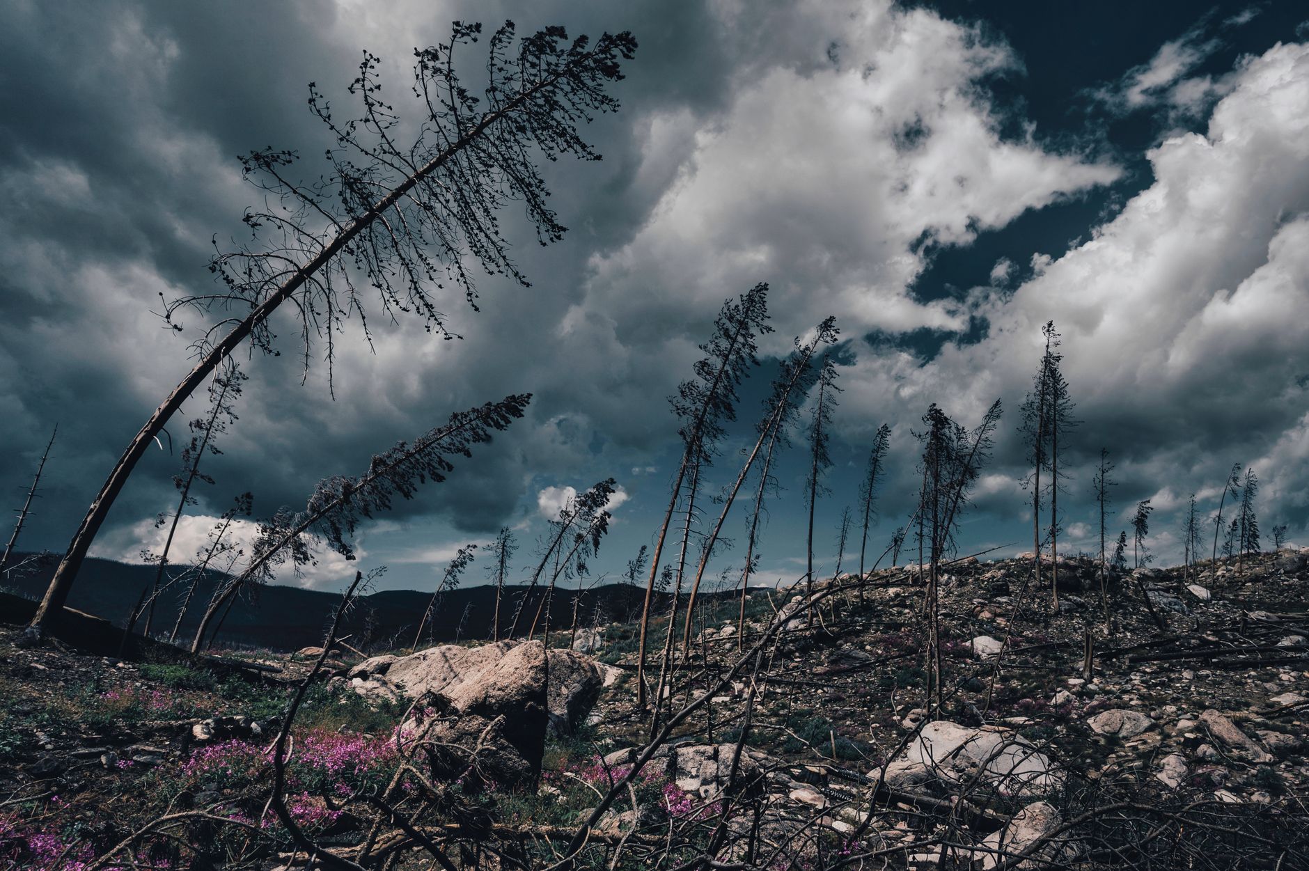 A dramatic landscape with barren trees under a cloudy sky, conveying a sense of desolation.