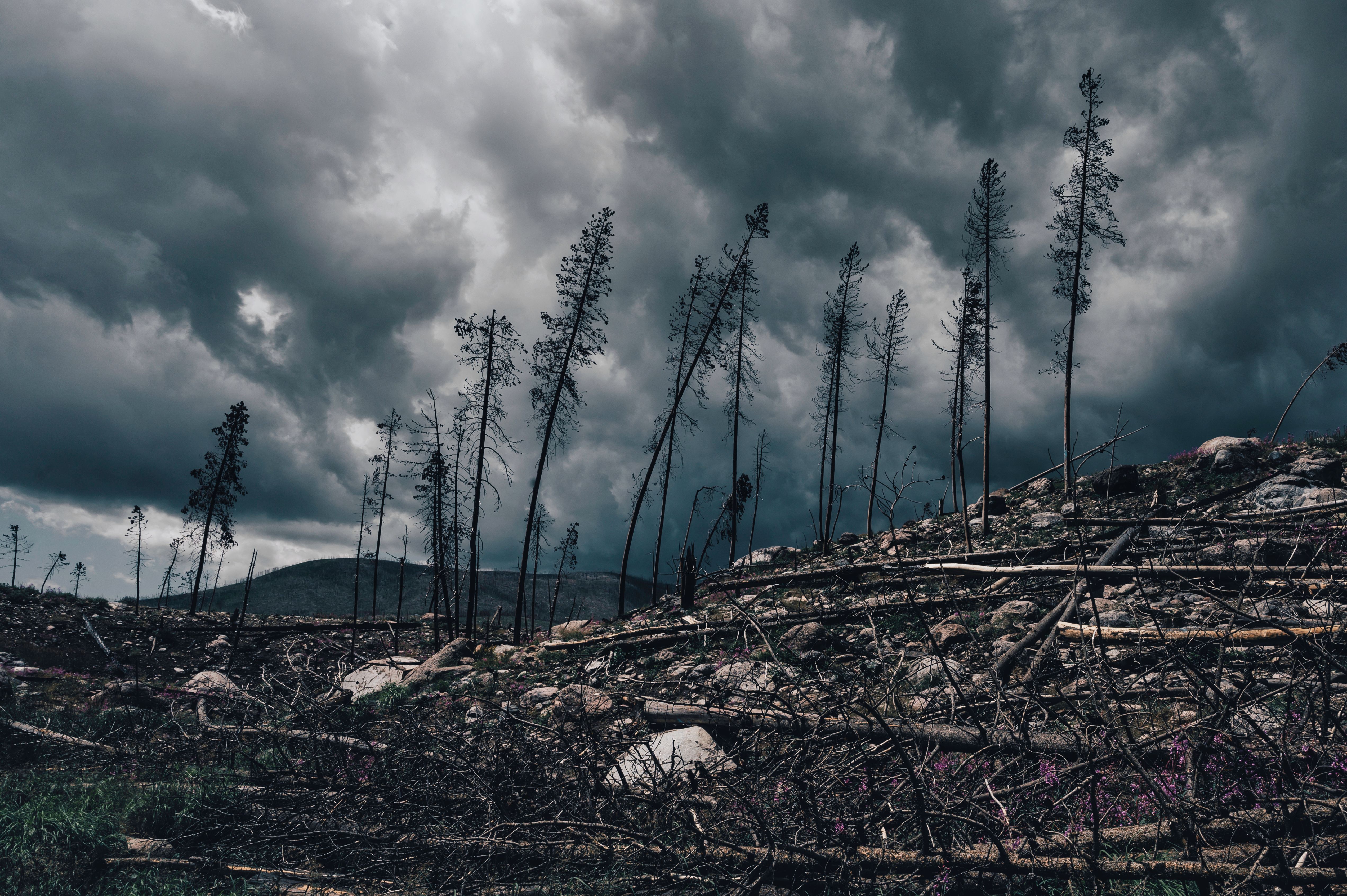Why climate lawsuits are increasing worldwide