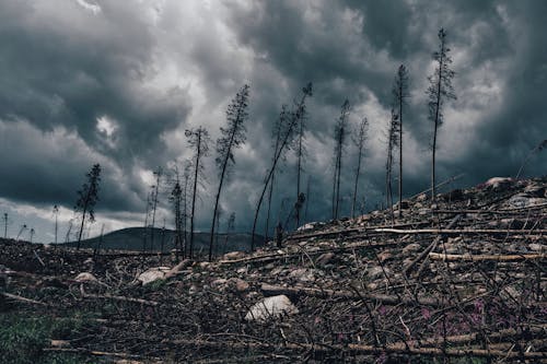 Základová fotografie zdarma na téma dřevěná polena, kalamita, krajina