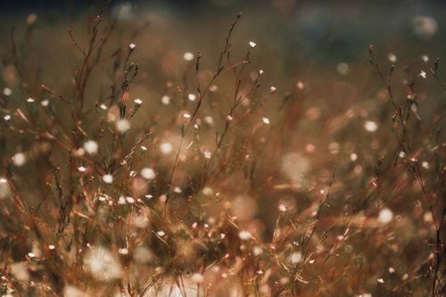 Free Captivating image of delicate wildflowers in warm sunlight, evoking tranquility. Stock Photo