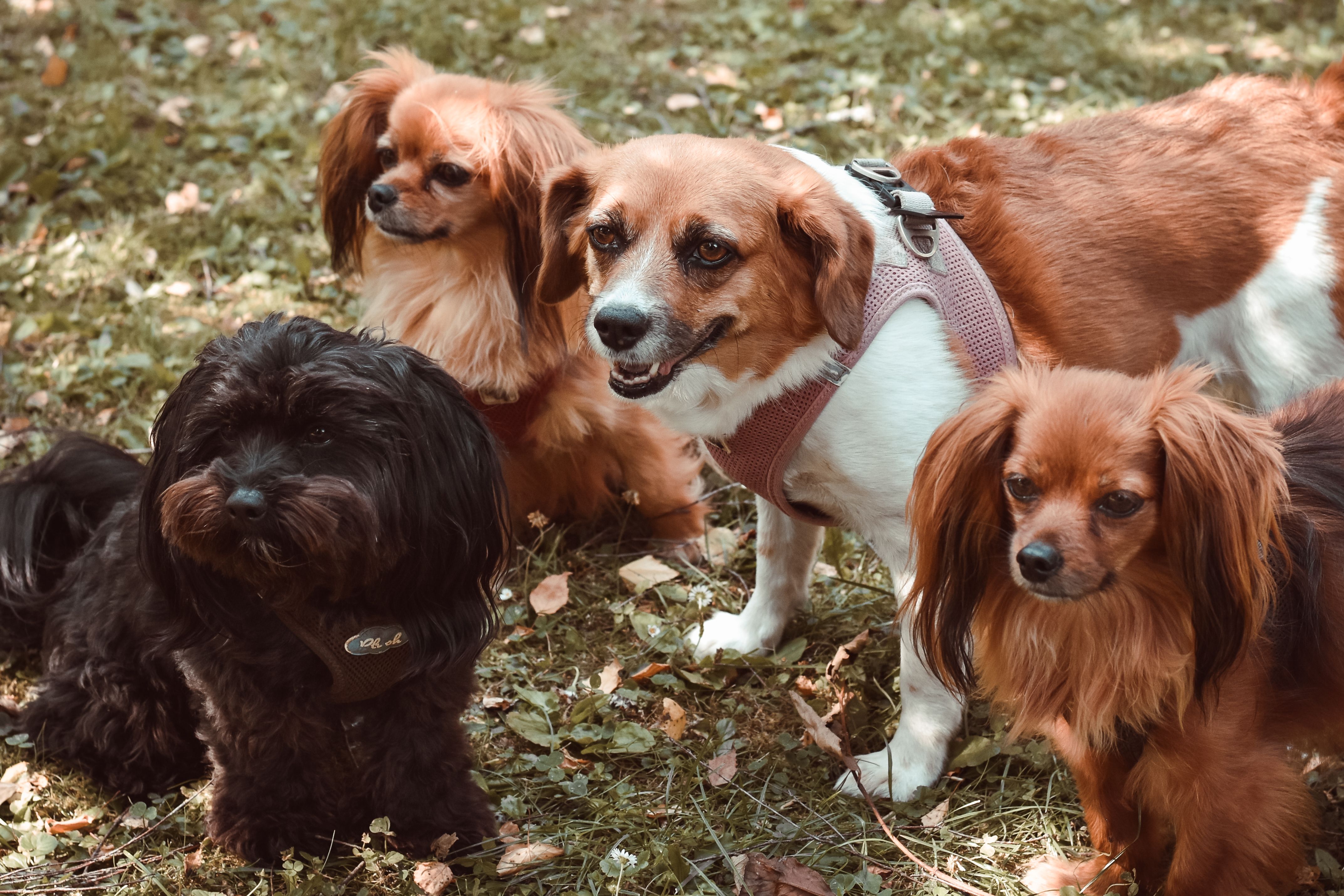 Certified Dog Breeders In Swan Hill: Responsible Buying Guide