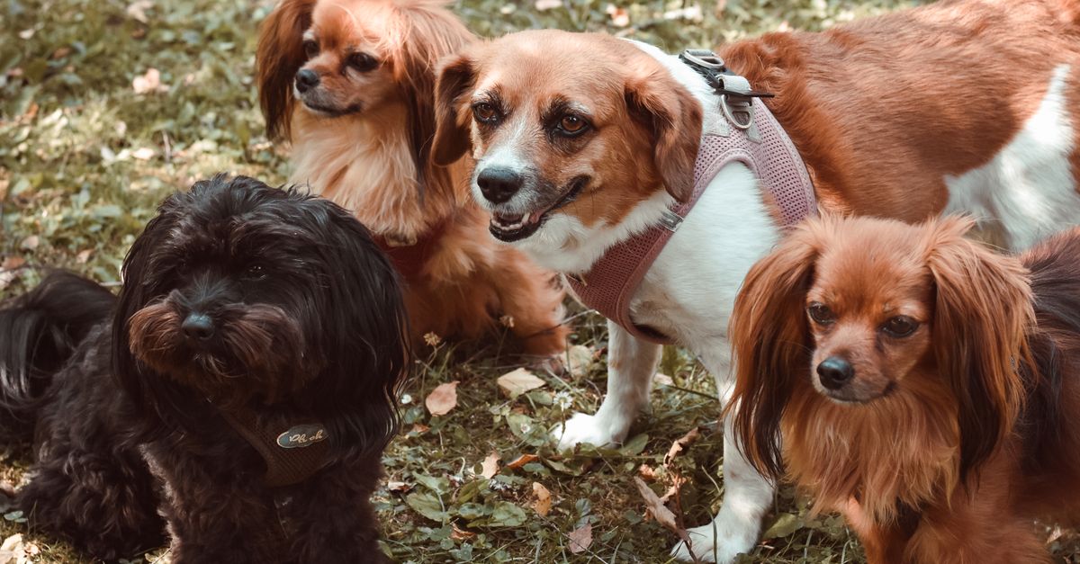 Boarding vs. Walking vs. Sitting: The Ultimate Travel Guide for Dog Owners