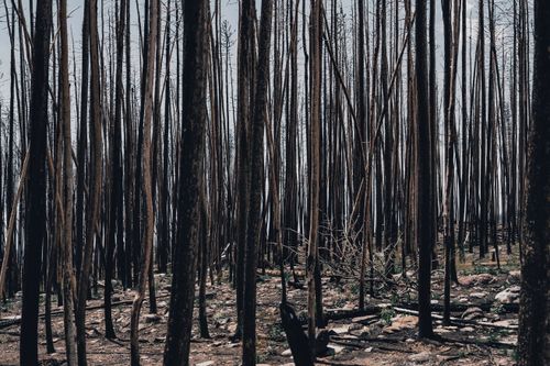 Free A haunting view of a forest with bare, leafless trees in winter providing a stark landscape. Stock Photo