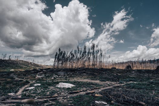 A landscape depicting a burnt forest with dramatic clouds above, capturing environmental impact.